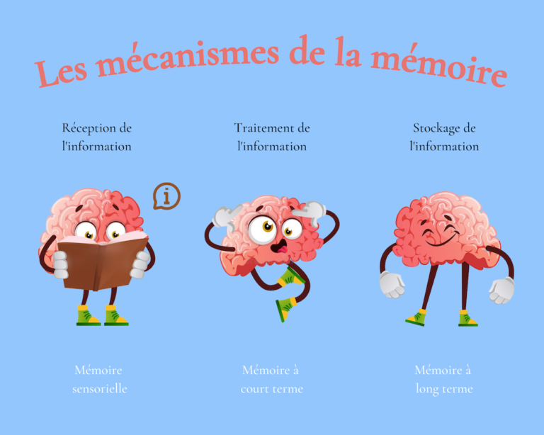 Les Meilleures Techniques pour Améliorer sa Mémoire - Edidact